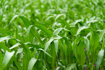 A little girl in a field of corn. Nature.