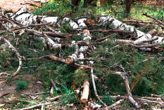 Felled trunks and branches from a birch, white with black patches of natural materials in a birch grove, in nature, the destruction of living vegetation, a modern problem of ecology