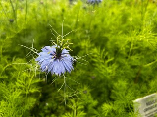 flowers in the garden