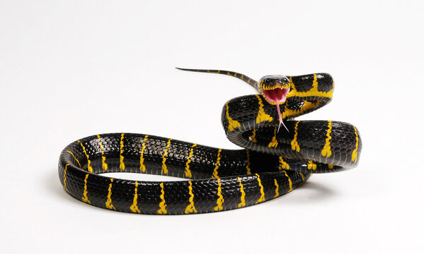 Mangrove snake // Mangroven-Nachtbaumnatter (Boiga dendrophila) 