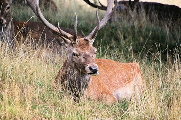 A close up of a Red Deer