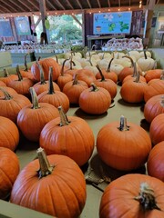 pumpkins in a row