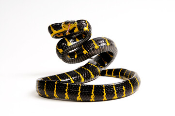 Obraz premium Mangrove snake // Mangroven-Nachtbaumnatter (Boiga dendrophila) 