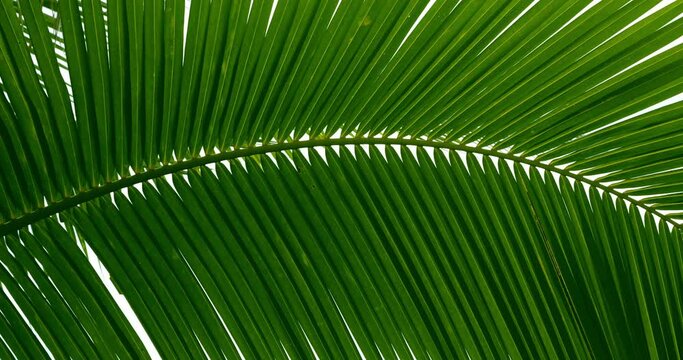 Tropical green palm leaves background. Fashion exotic summer travel concept. Minimalism. A coconut palm leaves swaying in the tropical Asian nature. Spa concept