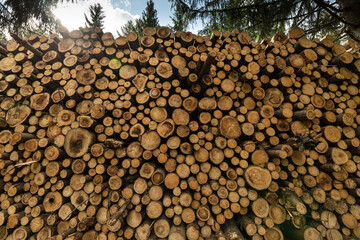 Log trunks pile, the logging timber forest wood industry. Sawn trees from the forest. Heavy wood trunks. 