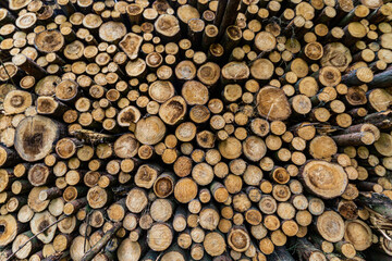 Log trunks pile, the logging timber forest wood industry. Sawn trees from the forest. Heavy wood trunks. 