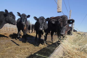 Vacas Argentinas