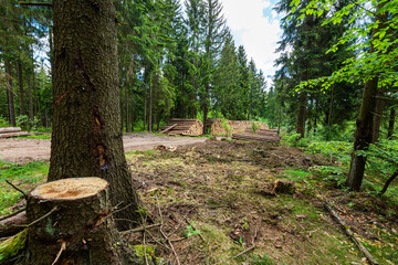 Log trunks pile, the logging timber forest wood industry. Sawn trees from the forest. Heavy wood trunks. 