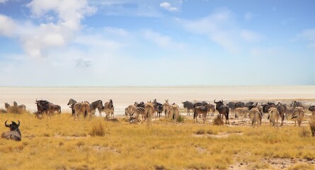 Fototapeta na wymiar Panoramic view of a large herd of Zebra and Wildebeest with the Etosha Pan in the distance - Heat Haze is very visible, Etosha National Park, namibia