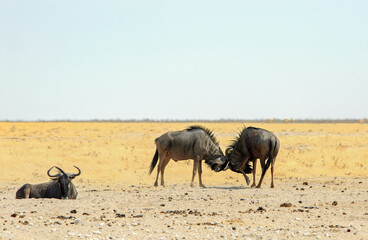 Tussling Blue Wildebeest on the edge of the Etosha Pan in Namibia, Southern Africa