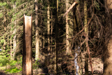 Log trunks pile, the logging timber forest wood industry. Sawn trees from the forest. Heavy wood trunks. 