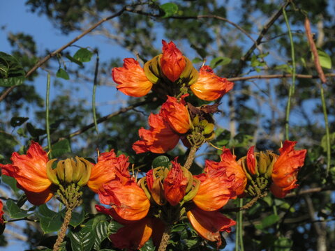 Spathodea is a monotypic genus in the flowering plant family Bignoniaceae, large orange flowers 