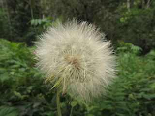 Taraxacum officinale, commonly known as dandelion or bitter chicory, is a species of the Asteraceae family.