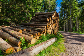 Log trunks pile, the logging timber forest wood industry. Sawn trees from the forest. Heavy wood trunks. 