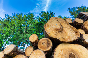 Log trunks pile, the logging timber forest wood industry. Sawn trees from the forest. Heavy wood trunks. 