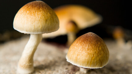 Close up macro magic mushrooms golden teacher cubensis psilocybin psilocin