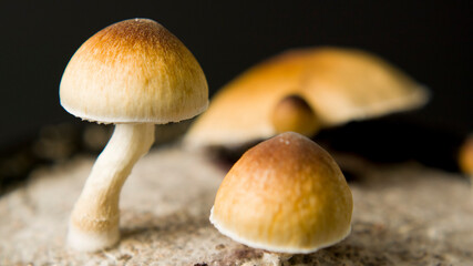 Close up macro magic mushrooms golden teacher cubensis psilocybin psilocin