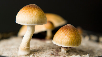 Close up macro magic mushrooms golden teacher cubensis psilocybin psilocin
