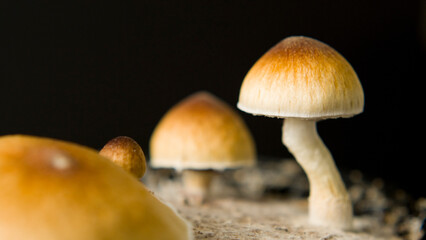 Close up macro magic mushrooms golden teacher cubensis psilocybin psilocin