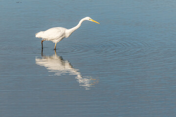 Great egret (Ardea alba) fishing in a marsh.