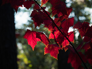 Jesienne, czerwone liście klonu oświetlone promieniami słońca - obrazy, fototapety, plakaty