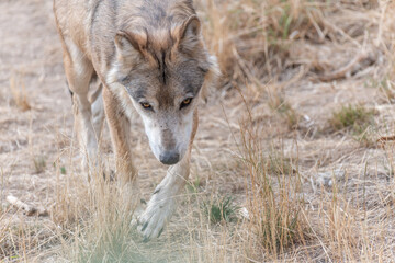 Mongolian wolf (Canis lupus chanco) in Gevaudan Park.