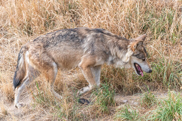 Mongolian wolf (Canis lupus chanco) in Gevaudan Park.