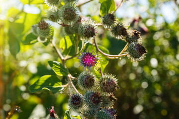 Arctium lappa commonly called greater burdock. Blooming burdock flowers on natural plant background