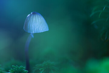 Fototapeta premium Hallucinogenic mushroom grows in the forest. Defocused background. Macro photography. Shallow depth of field.