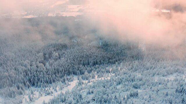 Dense fog surrounds giant forestry mountain covered with snow. Evergreen coniferous trees grow in highland of Czech Republic aerial view
