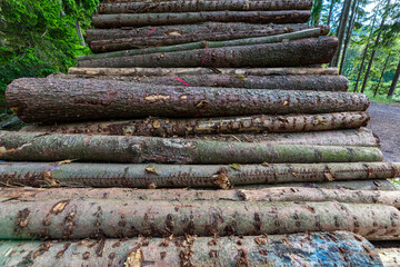 Log trunks pile, the logging timber forest wood industry. Sawn trees from the forest. Heavy wood trunks. 