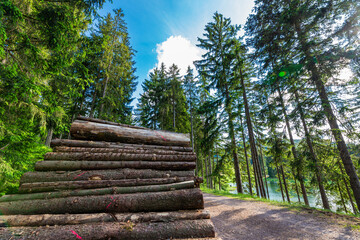 Log trunks pile, the logging timber forest wood industry. Sawn trees from the forest. Heavy wood trunks. 