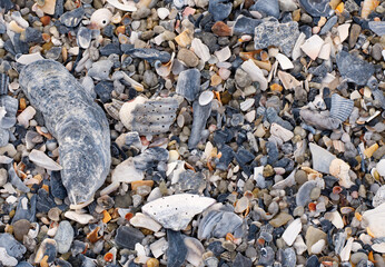 A close up of small seashells on a beach.