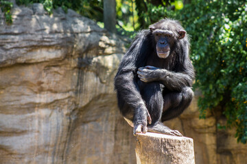 Chimpancé sobre un árbol observando