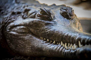 Gigante cocodrilo observando a los visitantes