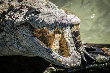 Orangután de Borneo observando a los visitantes