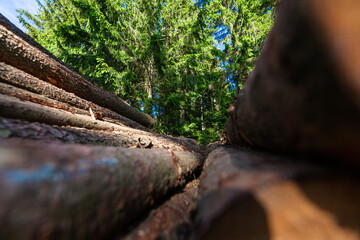 Log trunks pile, the logging timber forest wood industry. Sawn trees from the forest. Heavy wood trunks. 