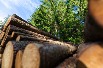 Log trunks pile, the logging timber forest wood industry. Sawn trees from the forest. Heavy wood trunks. 