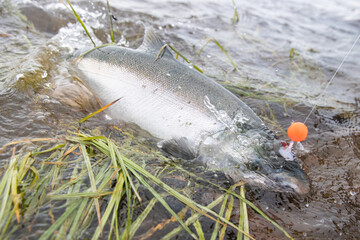 Large Coho silver salmon caught on a fishing hook with a bead. The fish is fighting in river water in Alaska. 