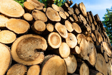 Log trunks pile, the logging timber forest wood industry. Sawn trees from the forest. Heavy wood...