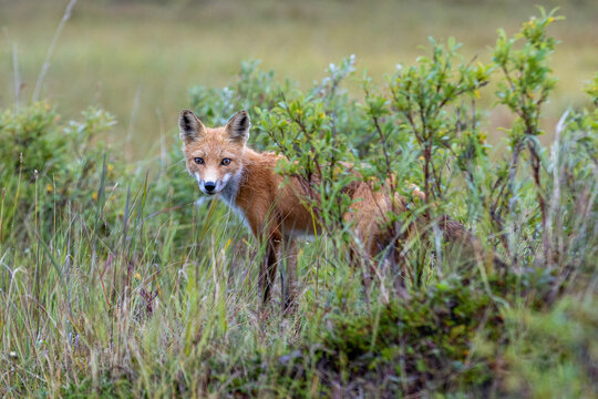 red fox in the wild at Alaska tundra