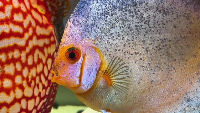 Portrait, Nahaufnahme eines Diskusfisches. Diskus im Aquarium.