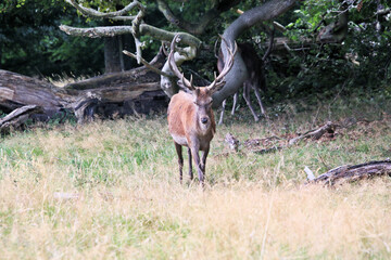 A close up of a Red Deer