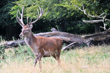 A close up of a Red Deer