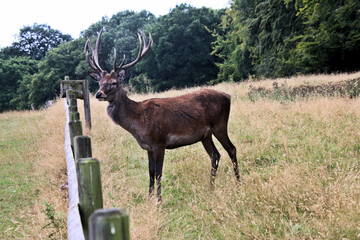 A close up of a Red Deer