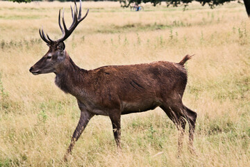 A close up of a Red Deer