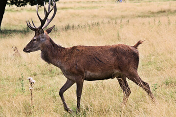 A close up of a Red Deer