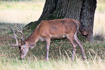 A close up of a Red Deer