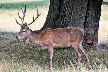 A close up of a Red Deer