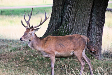 A close up of a Red Deer